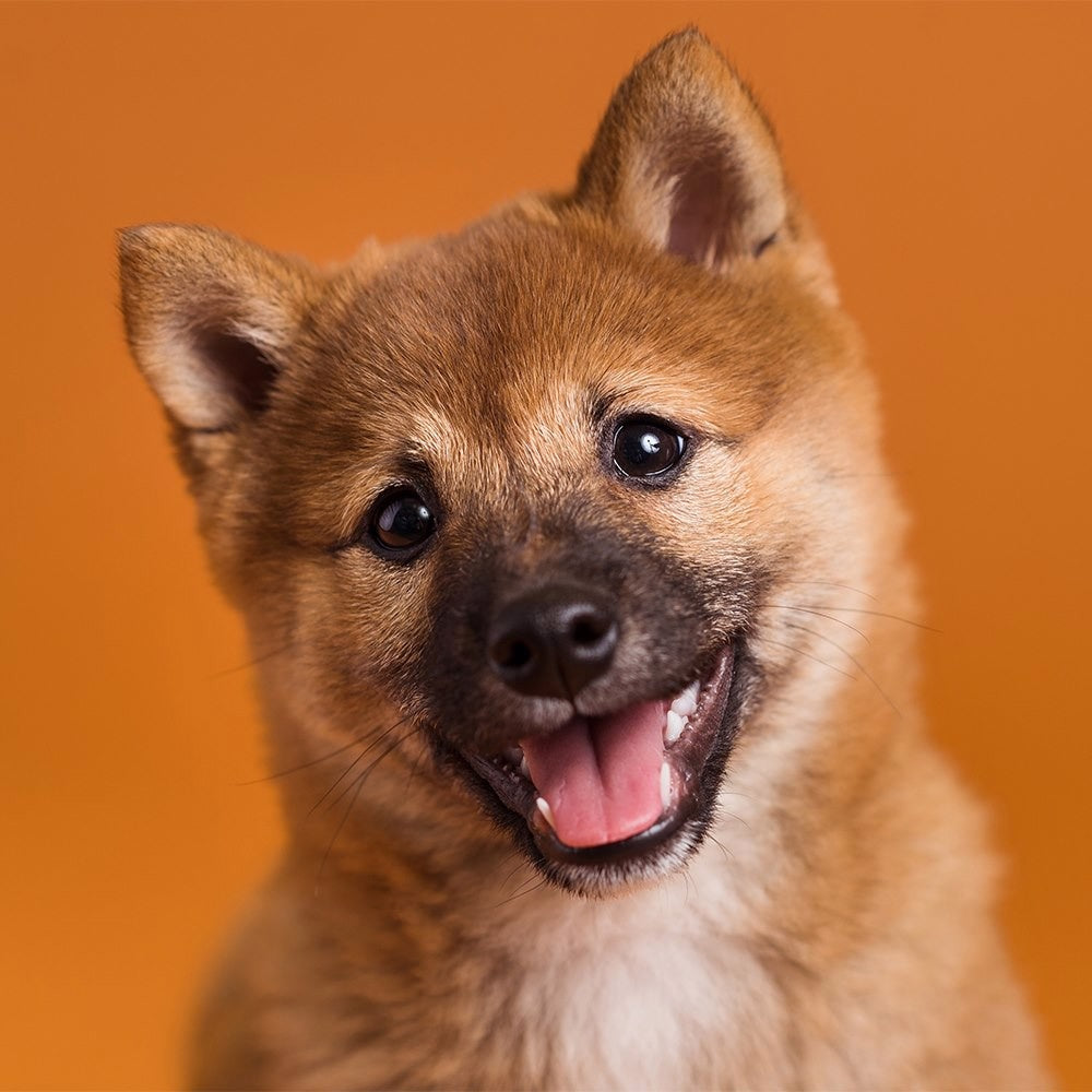 Rouleau de papier Savage Sienna