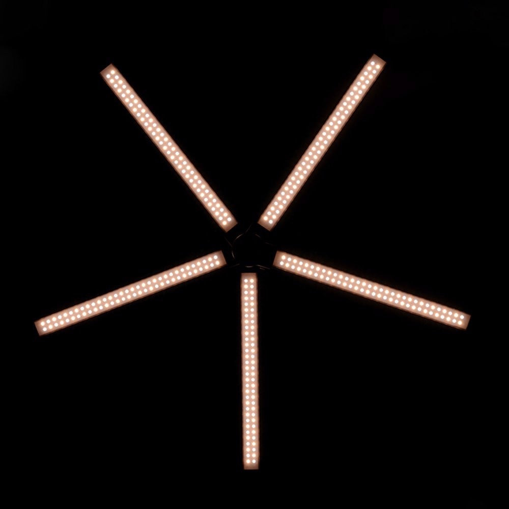 Lumière LED étoile sauvage