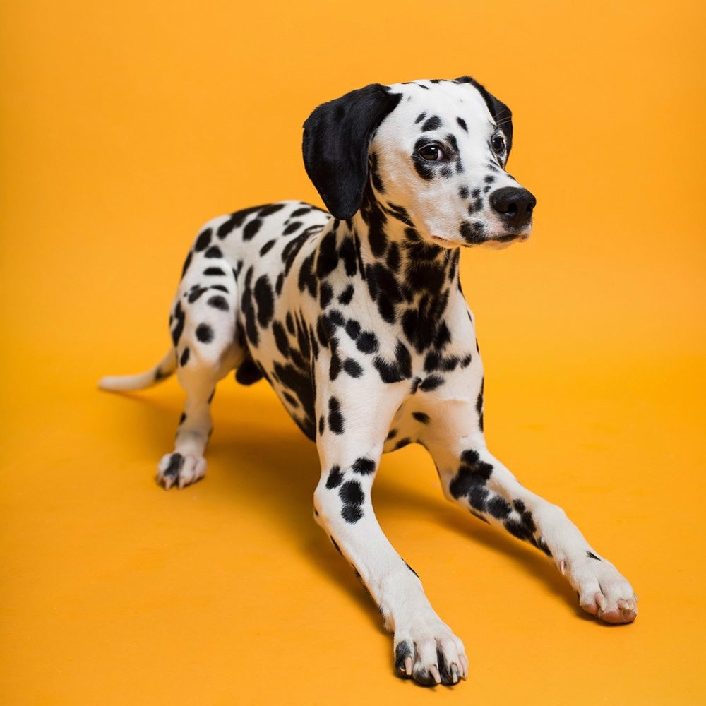 Marmelade au rouleau de papier sauvage