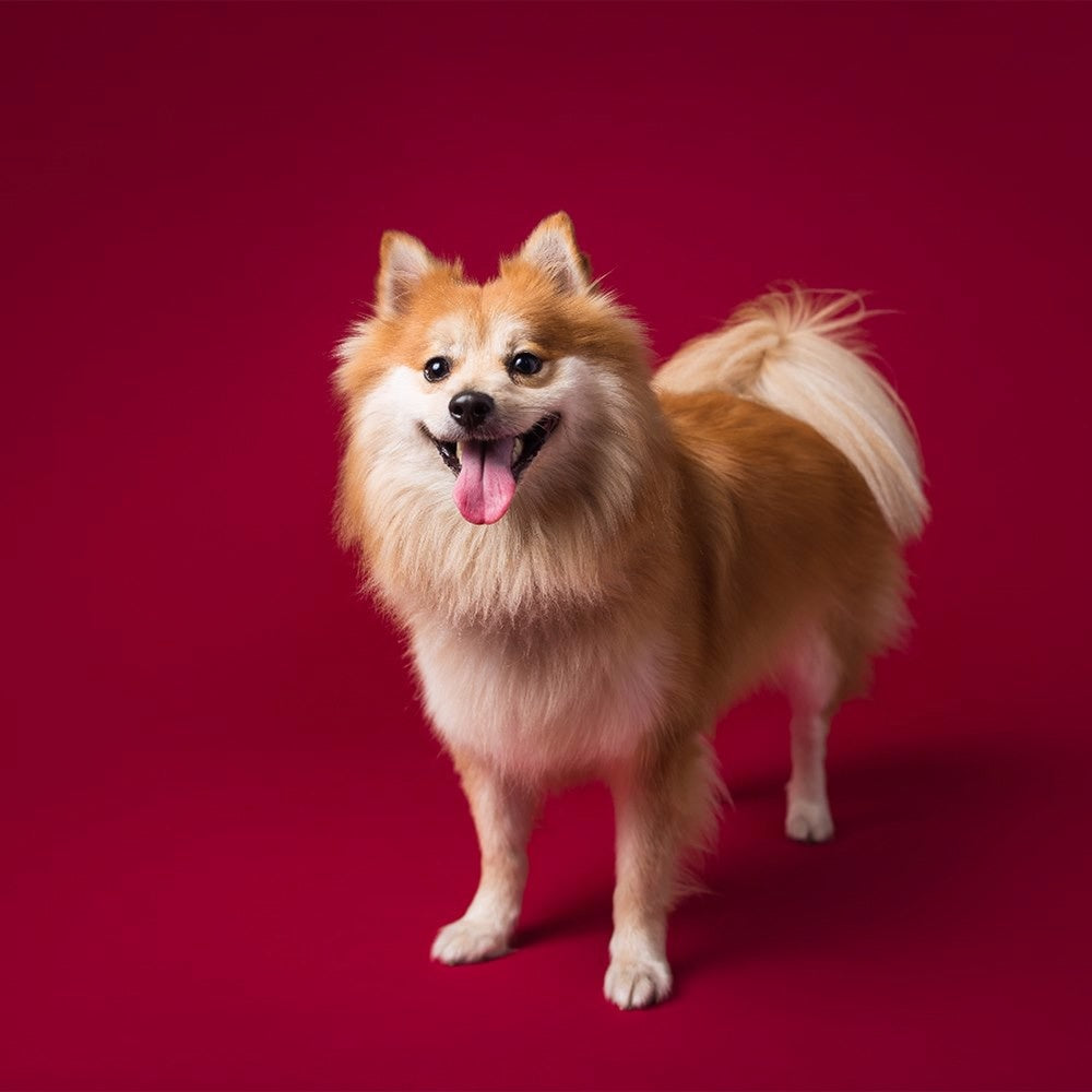 Rouleau de papier Savage Crimson