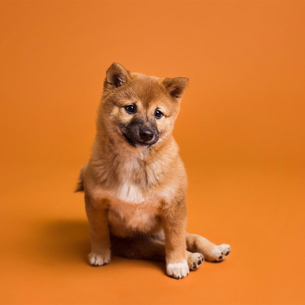 Savage Paper Roll Sienna